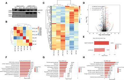 Innate/Inflammatory Bioregulation of Surfactant Protein D Alleviates Rat Osteoarthritis by Inhibiting Toll-Like Receptor 4 Signaling